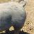 Pigs 1 thumbnail