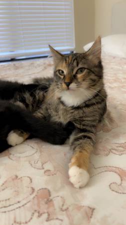 4 month old kittens (rehoming ) (Pleasant Hill)63941740106883120