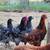 Rooster 2 thumbnail