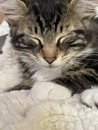 Lost Kitten (Lake Oswego)63916215017475122