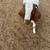 Boer goat wether (PENDING) 1 thumbnail