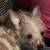 Female Chinese Crested 1 thumbnail
