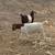Sheep & Goats 9 thumbnail