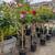 Rose Tree 🌹🌹 1 thumbnail