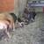 Nigerian goats 4 thumbnail