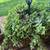 Blooming beautiful plant 1 thumbnail