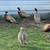 Ringnecks Pheasants - Various Ages 5 thumbnail
