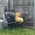 Chickens 1 thumbnail