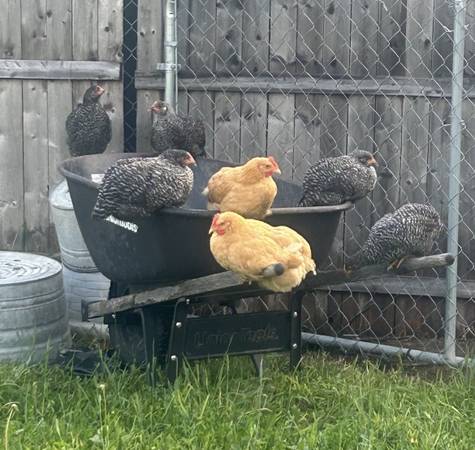 Chickens 1