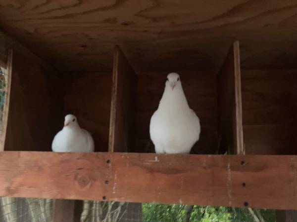 White doves 1