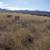 1 Acre Lot of Land in Sun Sites (Sunsites), AZ 85625 5 thumbnail