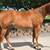 2 yr old registered paint filly. 1 thumbnail