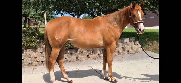 2 yr old registered paint filly. 1
