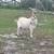 Nigerian Dwarf Buck 2 thumbnail