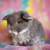 💗💕💝 Holland Lop Bunnies 💝💕💗 13 thumbnail