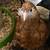 Chicks, hatching eggs 5 thumbnail