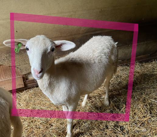 sheep $_12.JPG?set_id=880000500F